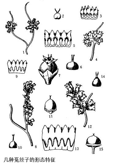 几种菟丝子的形态特征