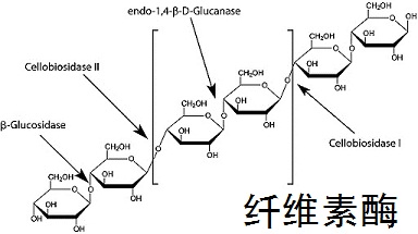 纤维素酶 分子结构式