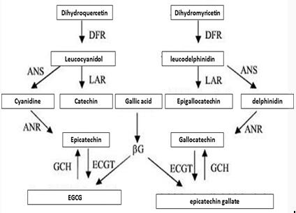 Figure 3 shows the synthesis of Epicatechin gallate in plants.