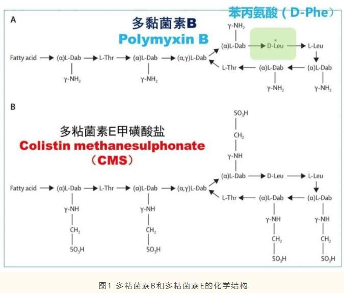 一文读懂:多粘菌素b和e的区别与选择