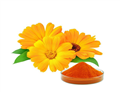 Marigold Flower Extract pictures
