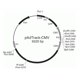 padtrack-cmv 载体