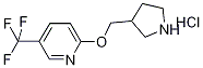 3-Pyrrolidinylmethyl 5-(trifluoromethyl)-2-pyridinyl ether hydrochloride 化学構造式