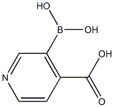 3-Boronoisonicotinic acid|