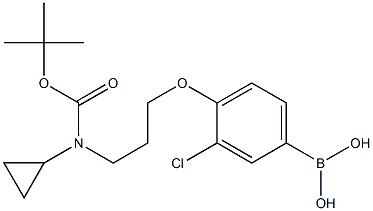 (4-(3-((tert-butoxycarbonyl)(cyclopropyl)aMino)propoxy)-3-chlorophenyl)boronic acid|(4-(3-((叔-丁氧基羰基)(环丙基)氨基)丙氧基)-3-氯苯基)硼酸