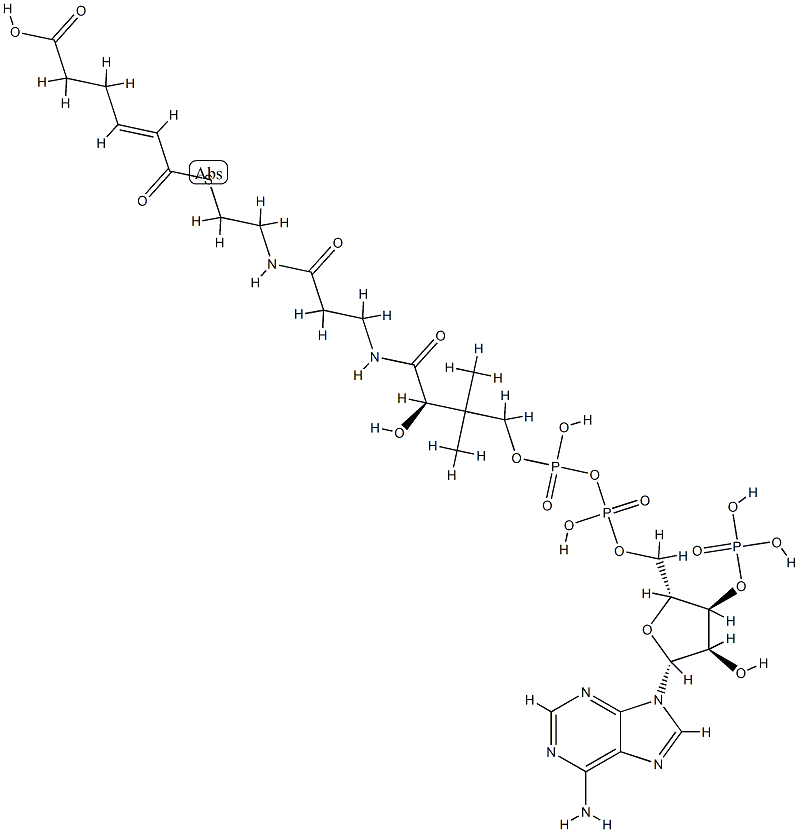 5-Carboxy-2-pentenoyl-CoA Structure