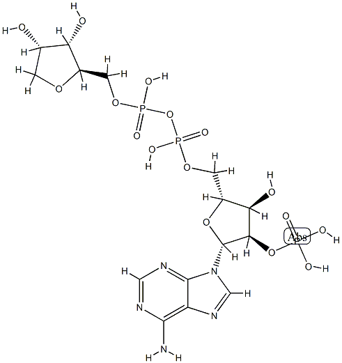 인간NEUROTROPHIN-4