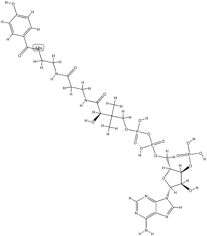 4-hydroxybenzoyl-coenzyme A Structure