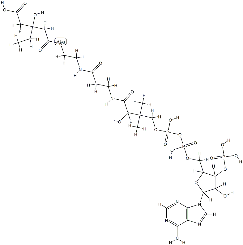 3-hydroxy-3-ethylglutaryl-coenzyme A Structure