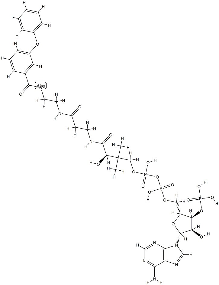 3-phenoxybenzoyl-coenzyme A|