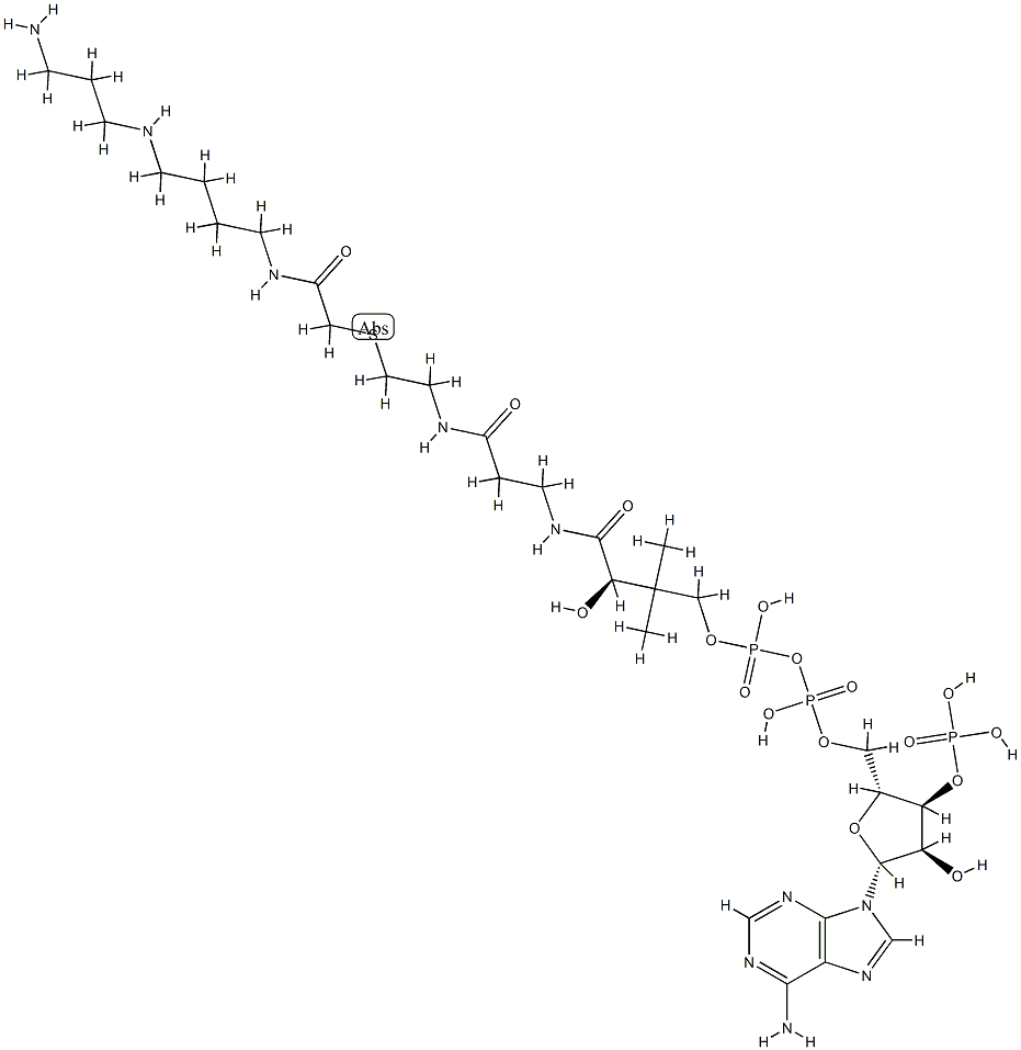 N-(2-(S-coenzyme A)acetyl)spermidine|