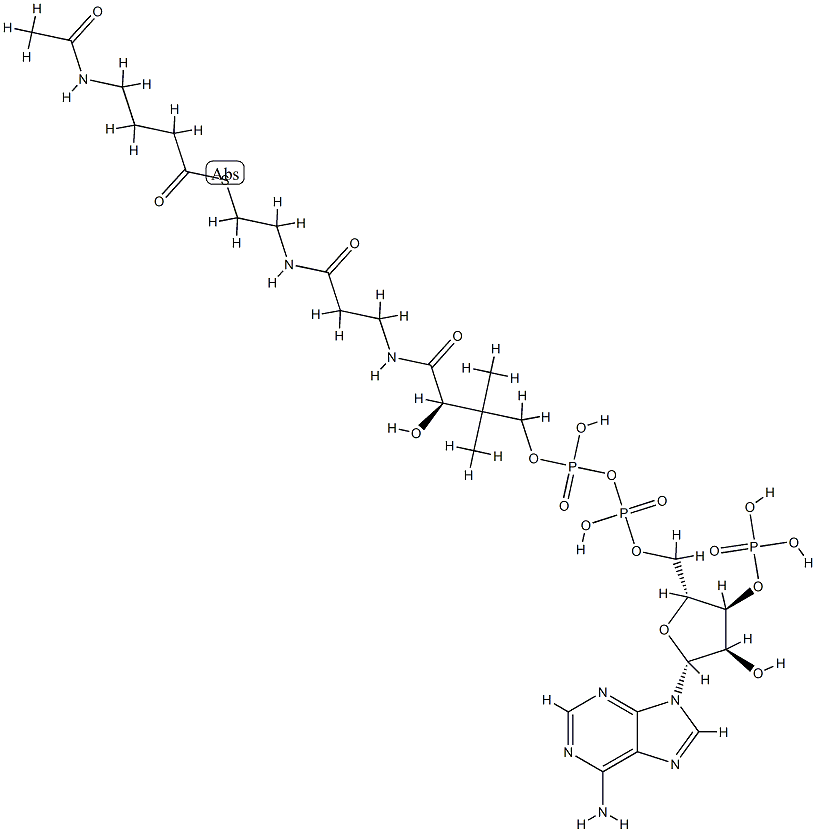 4-acetamidobutyryl-coenzyme A Struktur