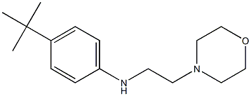 4-tert-butyl-N-[2-(morpholin-4-yl)ethyl]aniline Struktur