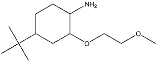 4-tert-butyl-2-(2-methoxyethoxy)cyclohexan-1-amine,,结构式