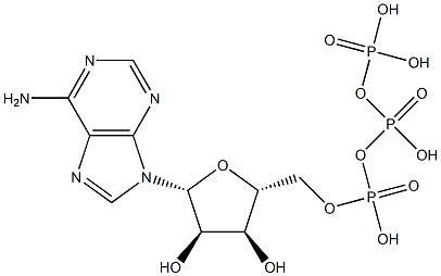 Anti-ABCA12 Struktur