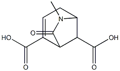 6-methyl-7-oxo-6-azabicyclo[3.2.1]oct-2-ene-2,8-dicarboxylic acid Struktur