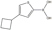 4-(Cyclobutyl)thiophene-2-boronic acid Structure