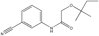 N-(3-cyanophenyl)-2-[(2-methylbutan-2-yl)oxy]acetamide Structure