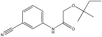 N-(3-cyanophenyl)-2-[(2-methylbutan-2-yl)oxy]acetamide Struktur