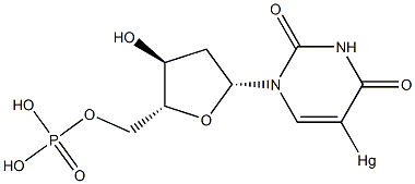 5-mercurideoxyuridine monophosphate