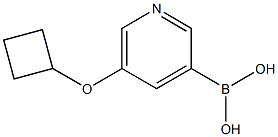 5-(Cyclobutoxy)pyridine-3-boronic acid Structure