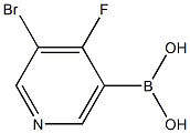 4-Fluoro-3-bromopyridine-5-boronic acid,2225177-26-2,结构式