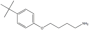 1-(4-aminobutoxy)-4-tert-butylbenzene 化学構造式