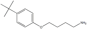 1-(4-aminobutoxy)-4-tert-butylbenzene Structure