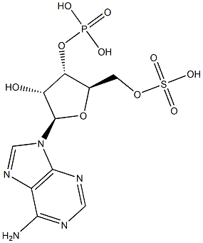 Adenosine 3'-phosphoric acid 5'-sulfuric acid 结构式