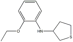 N-(2-ethoxyphenyl)thiolan-3-amine Structure