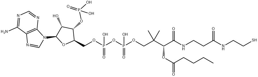 valeryl-coenzyme A Structure