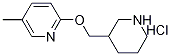 5-Methyl-2-(piperidin-3-ylMethoxy)-pyridine hydrochloride, 98+% C12H19ClN2O, MW: 242.75 Struktur