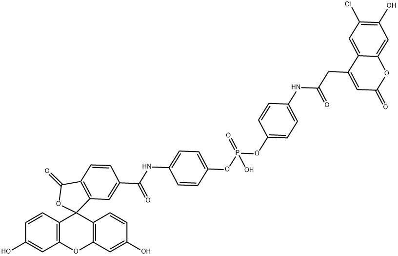 CPF4, PDE-FRET-Sensor Struktur