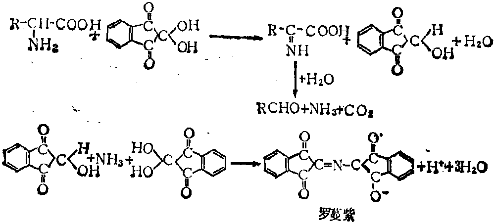 茚三酮反应生成罗蔓紫色