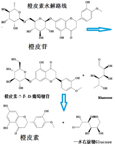 橙皮素水解路线图