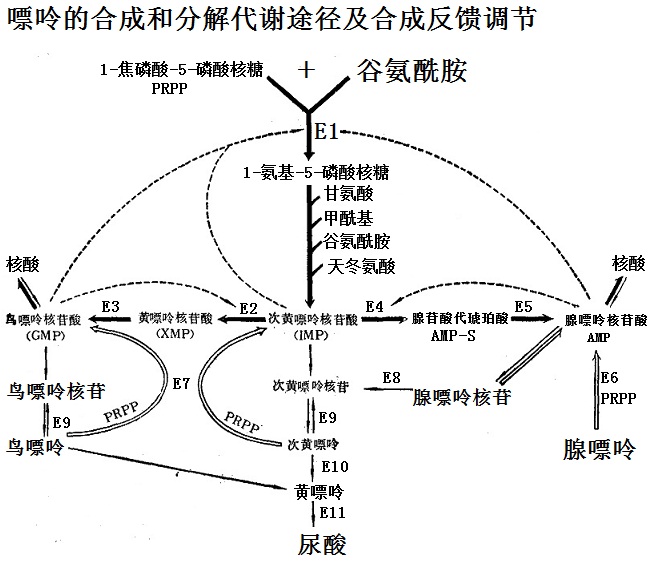 嘌呤的合成和分解代谢途径及合成反馈调节