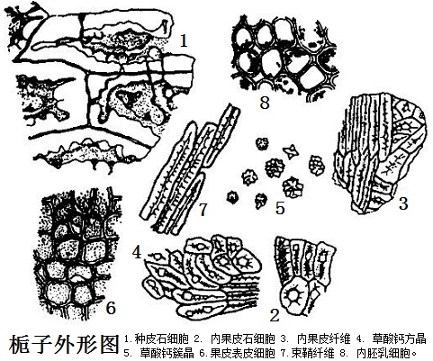 ①果皮石细胞类长方形,果皮纤维长梭形,长约至115μm,直径约10μm,常