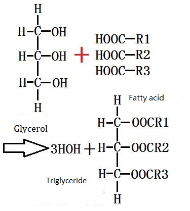 Raw glycerine, Fatty acids + Glycerine