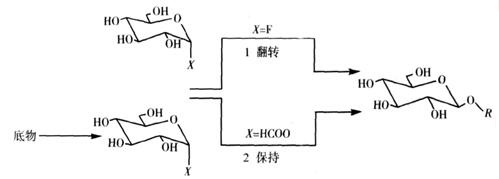 糖苷合成酶催化合成糖苷路径