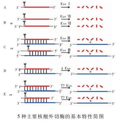 核酸外切酶的基本特性简图