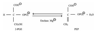 烯醇化酶