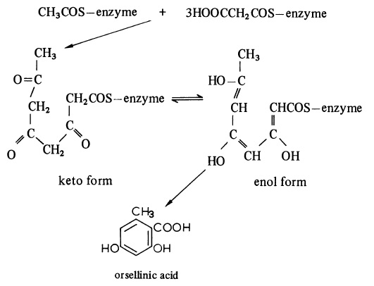 The biosynthesis of orsellinic acid