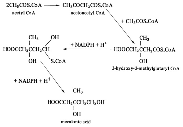 The biosynthesis of mevalonic acid