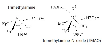 Trimethylamine and trimethylamine-N-oxide (TMAO) 