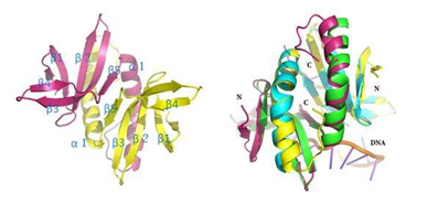 DNA损伤诱导转录样蛋白4抗体