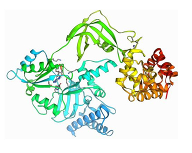 DNA Ligase III