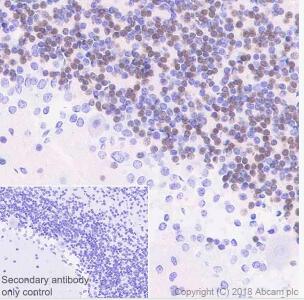 Anti-NeuN antibody [EPR21906] (ab236870)