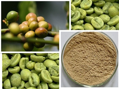 绿原酸来源-绿咖啡提取物