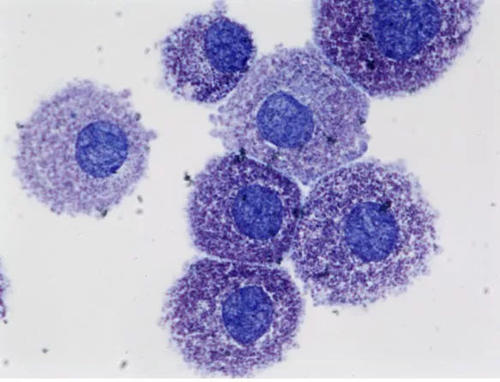 P388小鼠白血病细胞