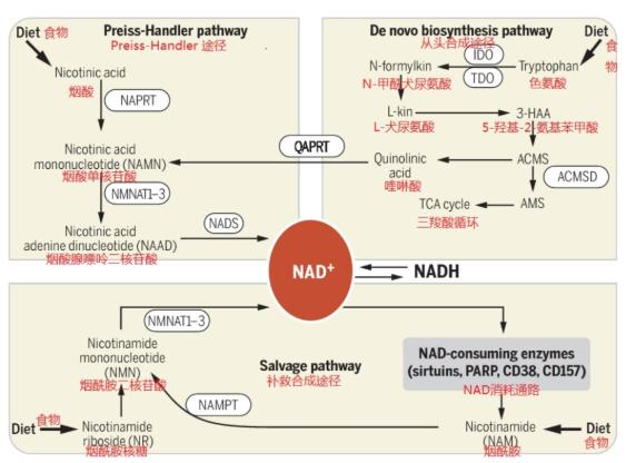 听说烟酰胺和nmn的作用类似？